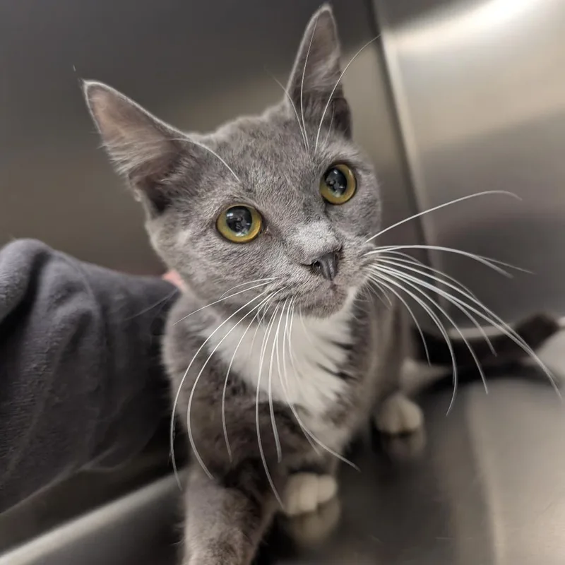 A young medium-sized female Gray / Blue / Silver Domestic Short Hair cat named Butterfly for adoption in DeKalb, IL