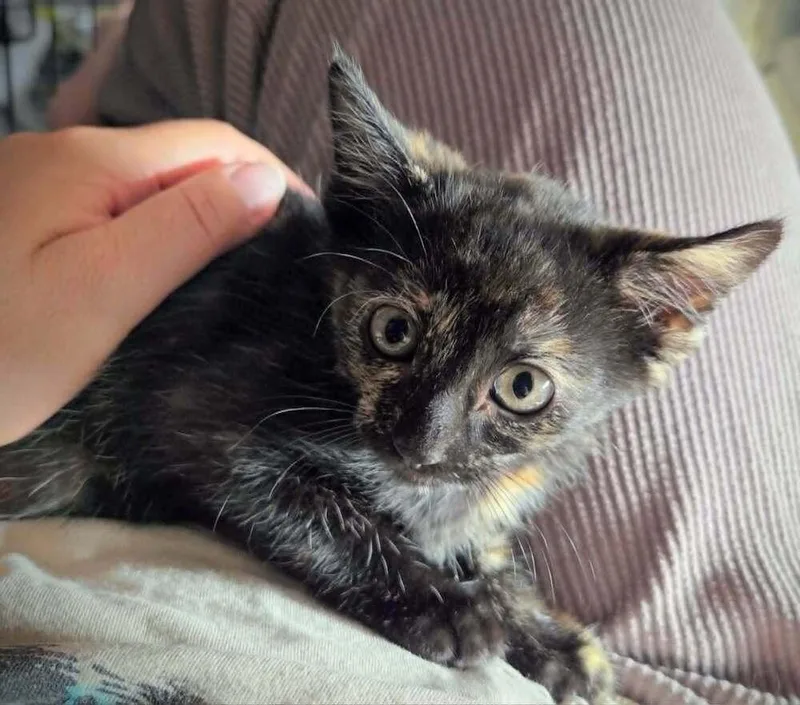 A baby small-sized female Tortoiseshell Domestic Short Hair cat named Praline for adoption in Calimesa, CA