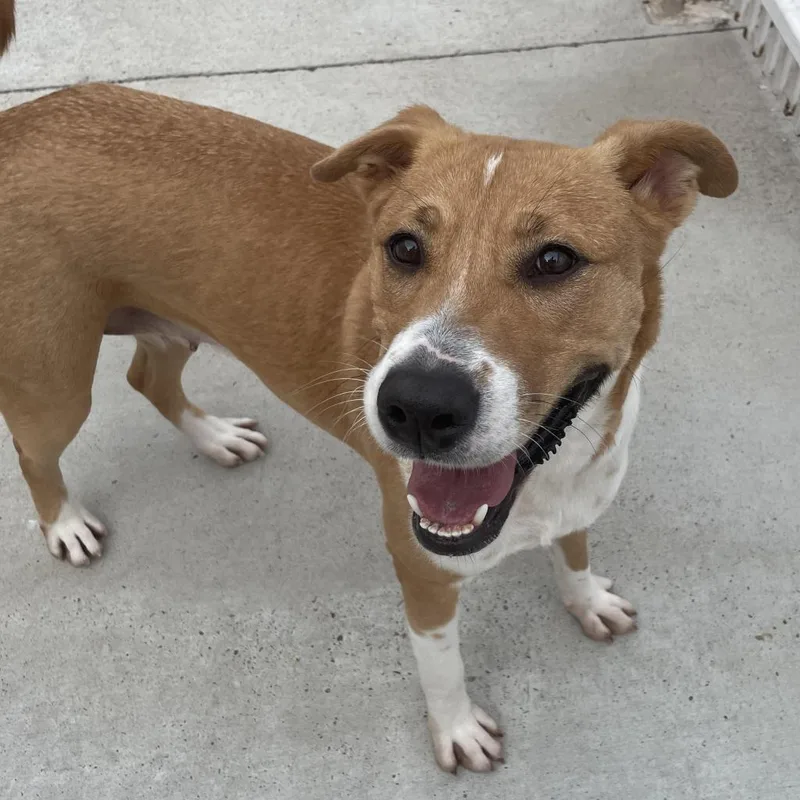An adult large-sized female Brown / Chocolate Shepherd dog named Aurora for adoption in Edinburg, TX