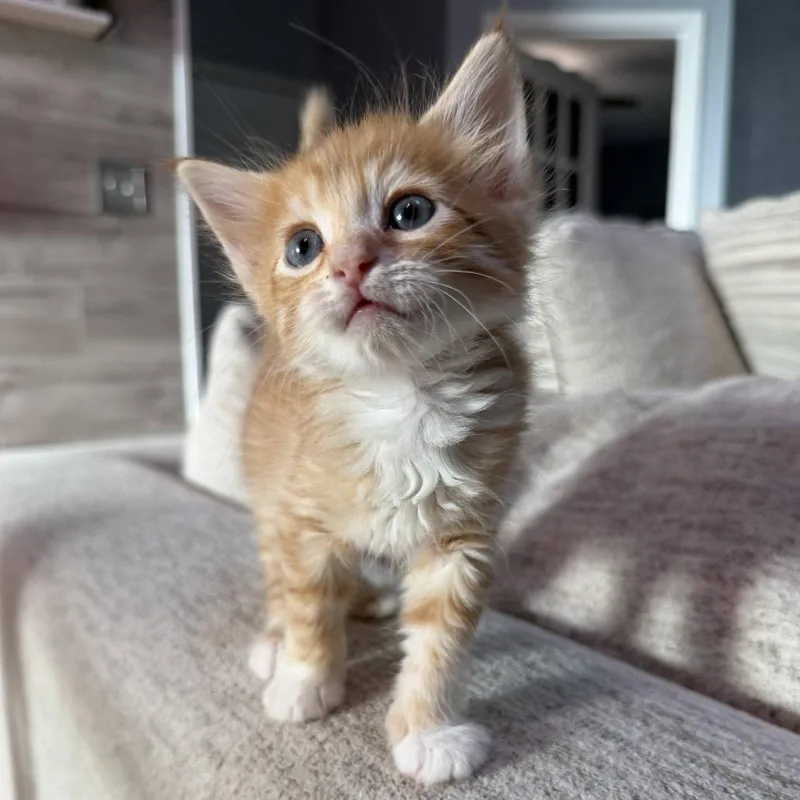 Gnocchi