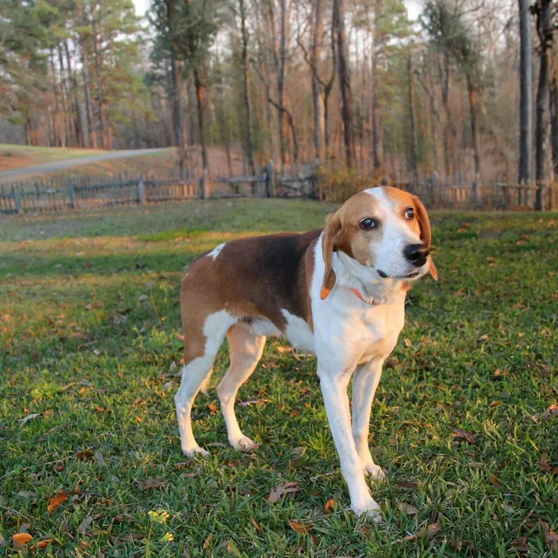 An adult medium-sized male Brown / Chocolate Treeing Walker Coonhound dog named Zip S for adoption in Natchitoches, LA