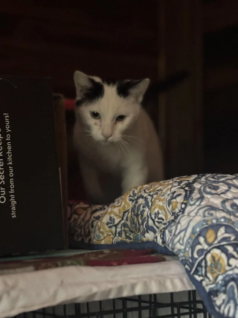 A young medium-sized male Black & White / Tuxedo Domestic Short Hair cat named Island for adoption in Pittsburgh, PA