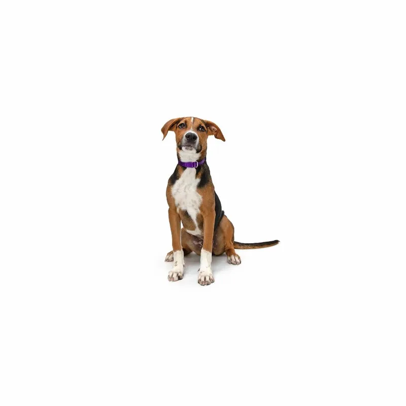 A baby medium-sized female Brown / Chocolate Mixed Breed dog named Lacy for adoption in Playa Vista, CA