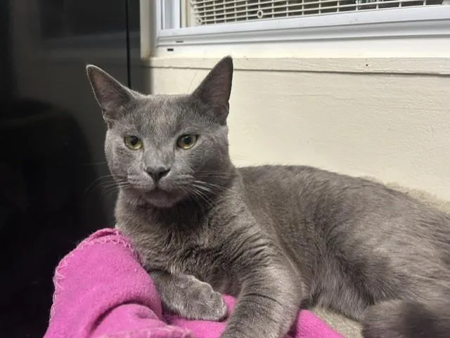 A young medium-sized male Gray / Blue / Silver Domestic Short Hair cat named Little Pip for adoption in Chicago, IL