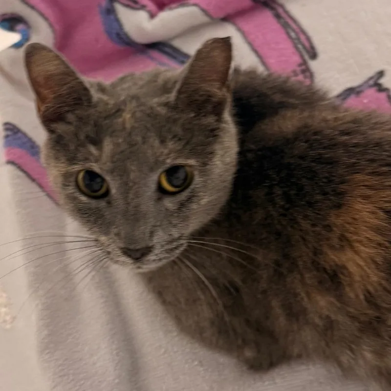 Mitzi