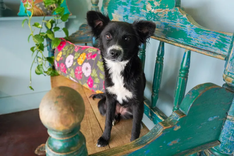 Twinkle Toes thumbnail 2