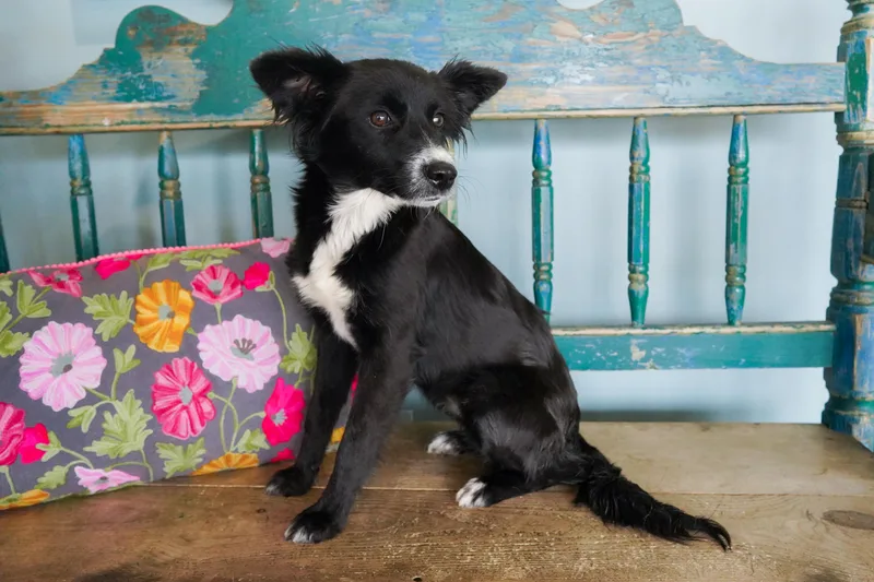 Twinkle Toes thumbnail 3