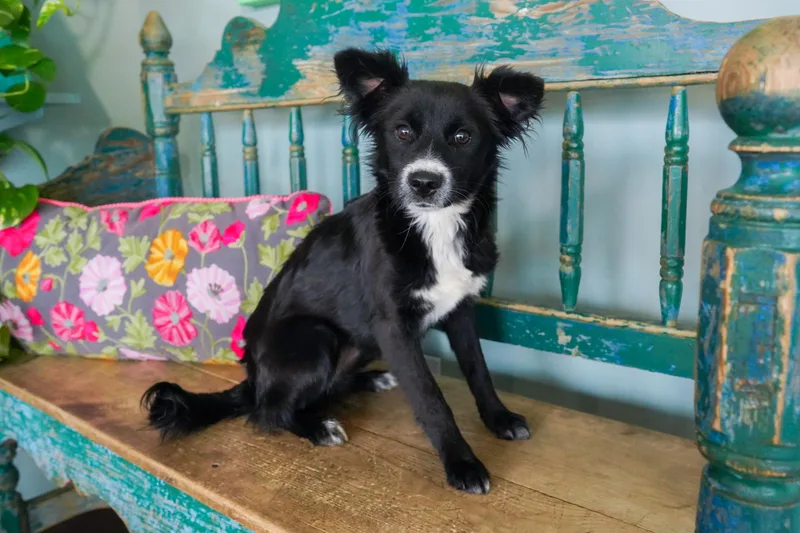 Twinkle Toes thumbnail 4