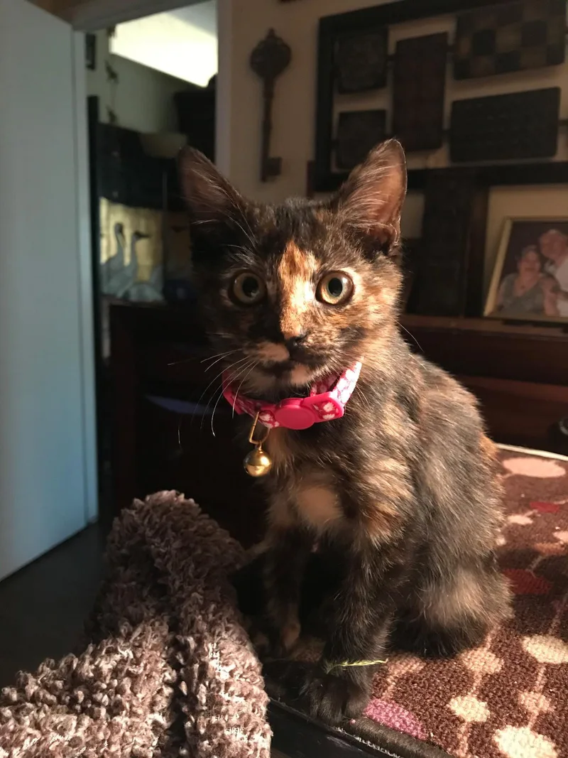 An adult medium-sized female Domestic Short Hair cat named zz Lupita for adoption in West Palm Beach, FL