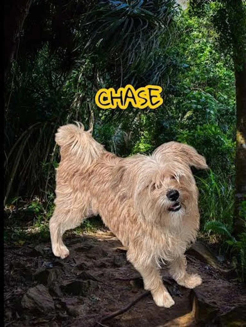 Chase