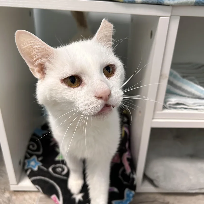A young medium-sized male White Domestic Short Hair cat named Clancy for adoption in Grand Rapids, MI