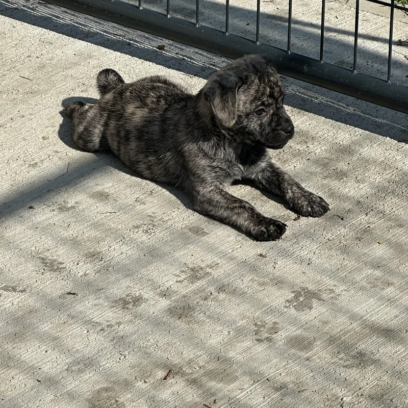 A baby small-sized female Brindle Pug dog named Rose for adoption in Clinton Twp, MI