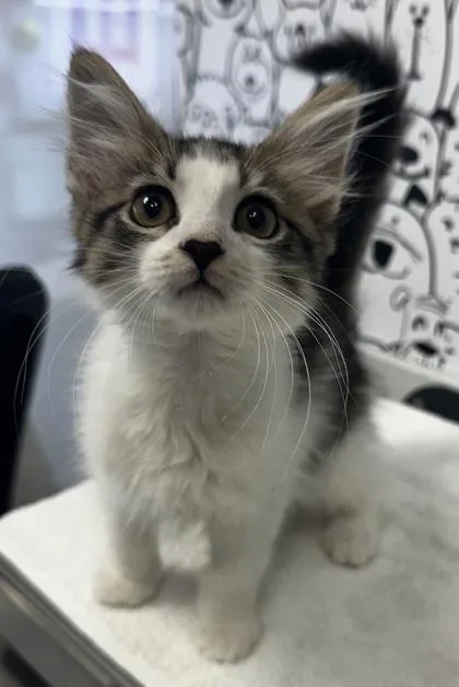 A young small-sized male Domestic Short Hair cat named B Maverick for adoption in North Charleston, SC