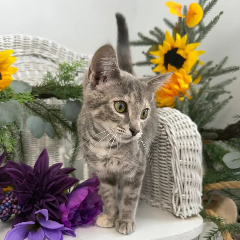 A baby small-sized female Gray / Blue / Silver Domestic Short Hair cat named Katydid for adoption in Eaton Rapids, MI