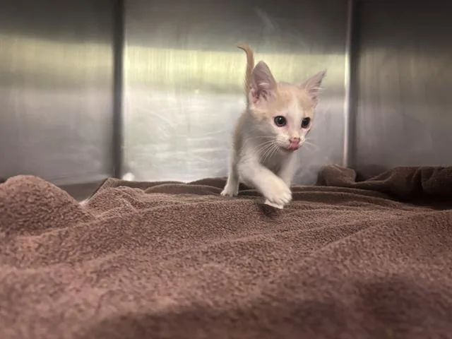 A baby small-sized female Domestic Short Hair cat named Jessica for adoption in Grand Prairie, TX
