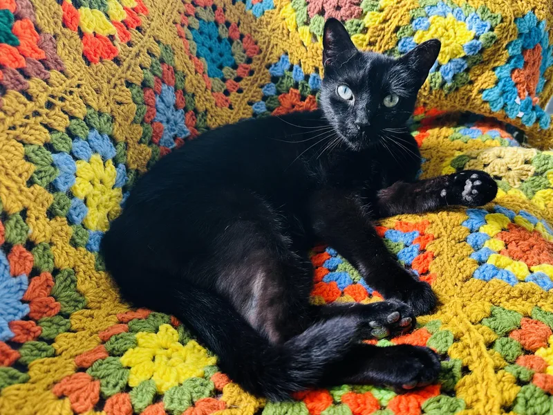 An adult medium-sized female Black American Shorthair cat named Rose for adoption in Cincinnati, OH