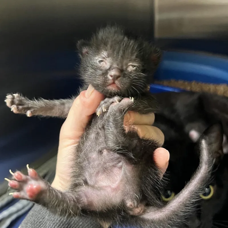 A baby small-sized female Black Domestic Short Hair cat named Rook for adoption in Keizer, OR
