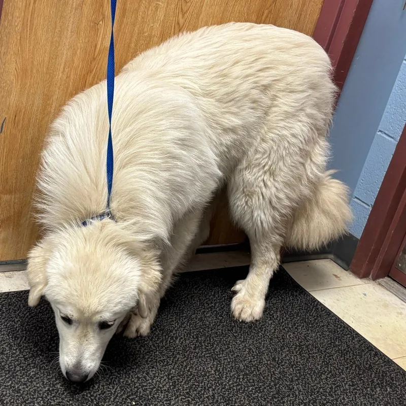 A young large-sized male White / Cream Great Pyrenees dog named Curve Ball for adoption in St Joseph, MO