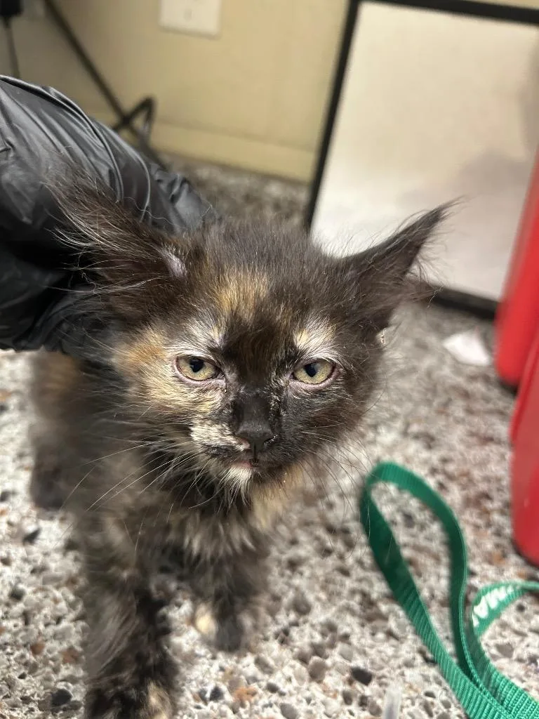 A young medium-sized female Domestic Short Hair cat named 2026-07-035 for adoption in Winder, GA