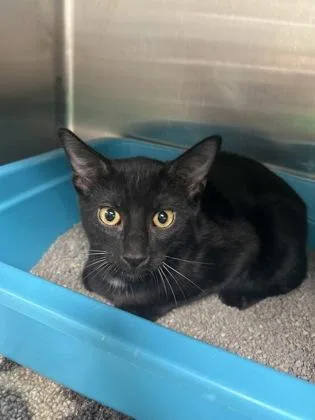 A baby medium-sized male Domestic Short Hair cat named Salvatore for adoption in Picayune, MS