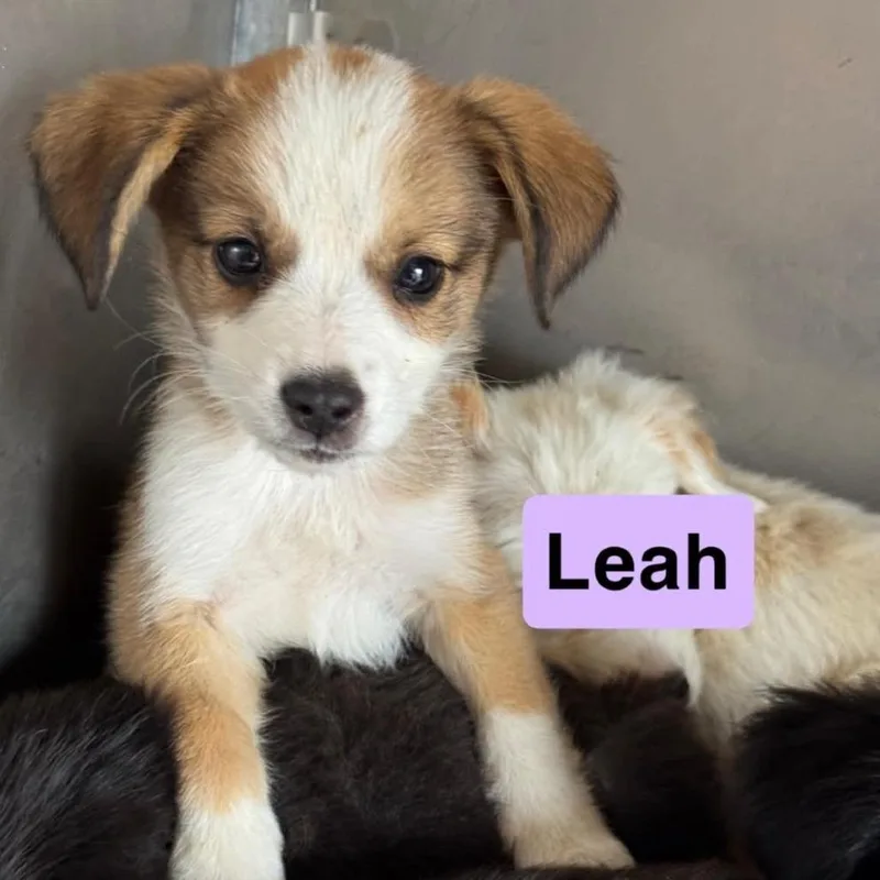 A baby small-sized female Australian Shepherd dog named Leah for adoption in Pearsall, TX