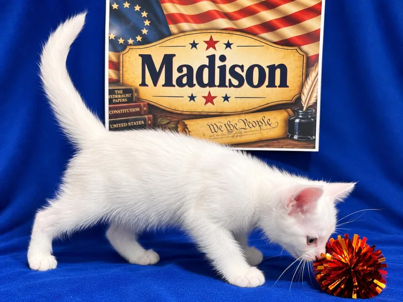 Madison thumbnail 3