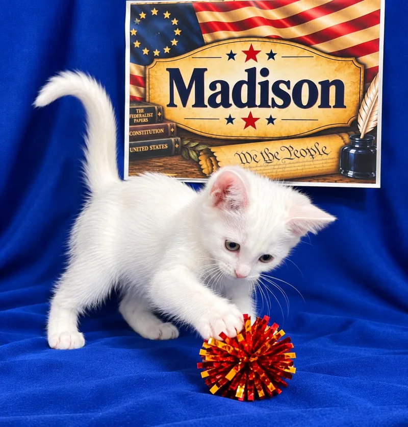 Madison thumbnail 5