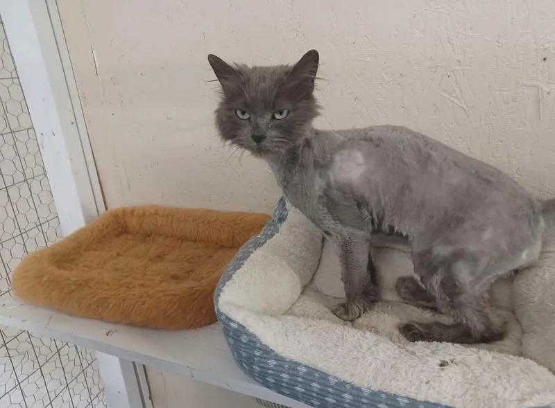 An adult medium-sized female Gray / Blue / Silver Domestic Long Hair cat named Josephine for adoption in Walworth, WI