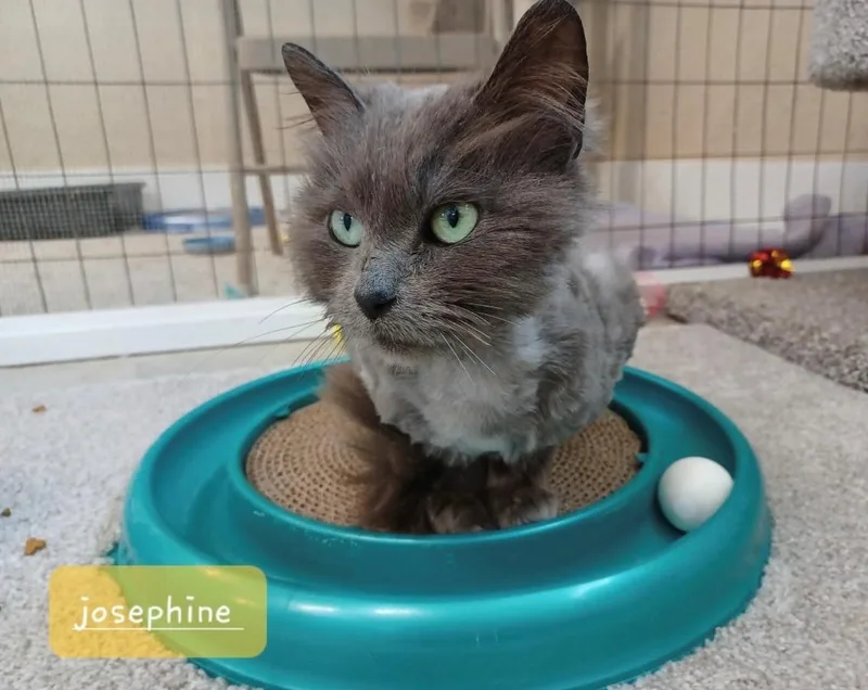 Josephine thumbnail 3