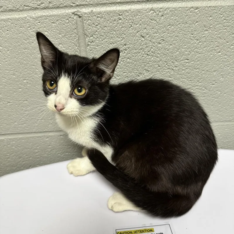 A baby small-sized female Black Domestic Short Hair cat named Azalea for adoption in New York, NY