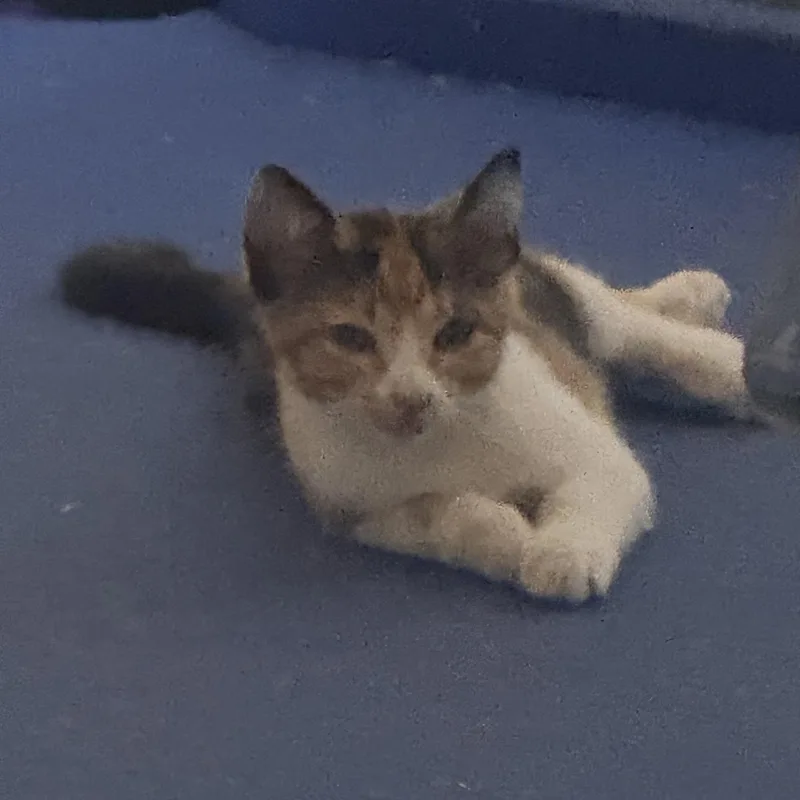 A baby small-sized female Calico Domestic Short Hair cat named Cali for adoption in Liverpool, TX