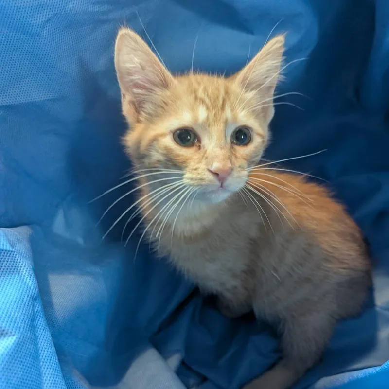 A baby small-sized male Orange / Red Domestic Short Hair cat named Wilbur for adoption in Carmel, IN