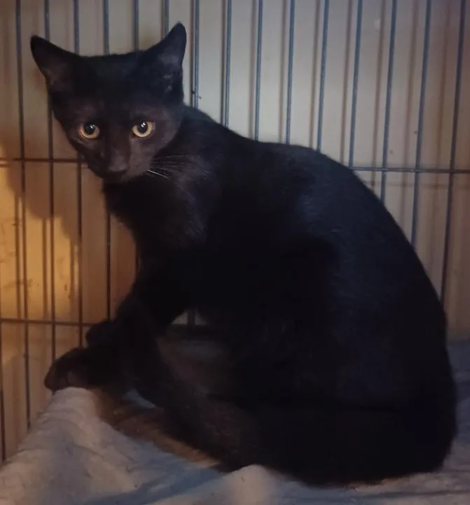 A baby medium-sized male Black Domestic Short Hair cat named Carbon for adoption in Jacksonville, FL