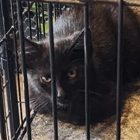 A baby small-sized male Black Domestic Short Hair cat named Willie for adoption in Waynesburg, PA