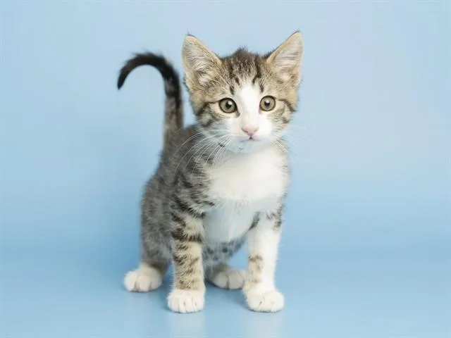 A baby small-sized female Domestic Short Hair cat named Blossom for adoption in Phoenix, AZ