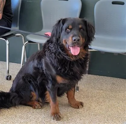 An adult large-sized male Mixed Breed dog named Lucky for adoption in San Pedro, CA