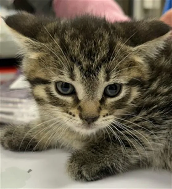 A baby small-sized male Domestic Short Hair cat named Hognose for adoption in Aliquippa, PA