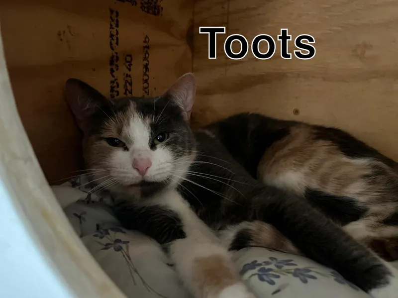 Toots thumbnail 4