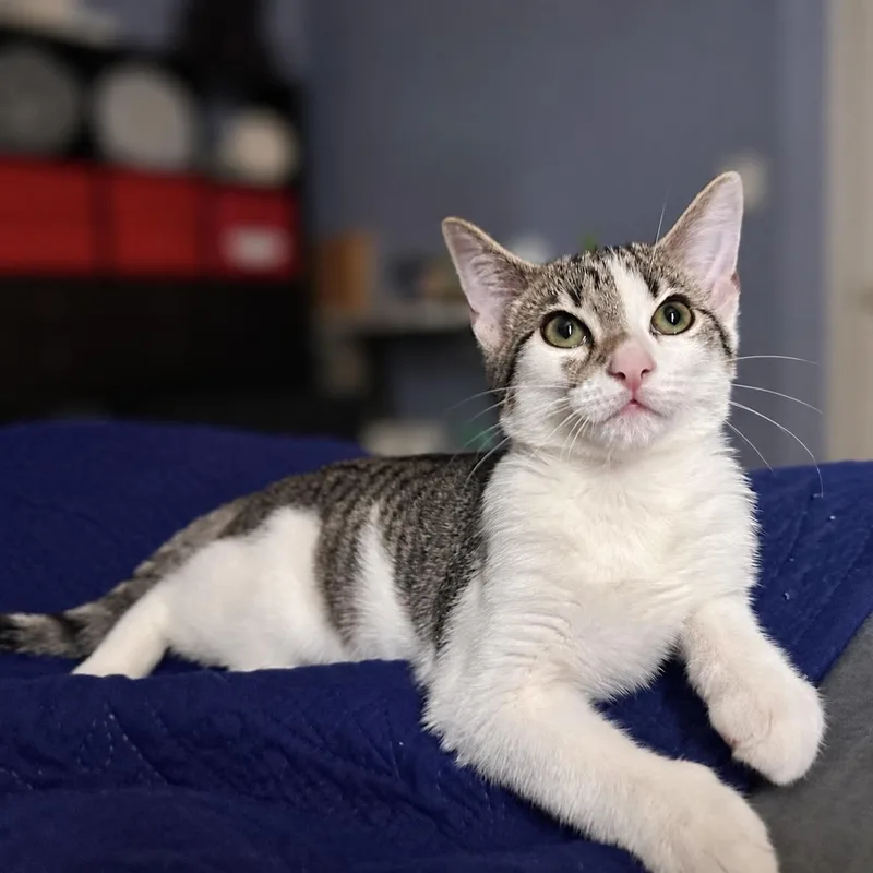 A baby medium-sized male Buff / Tan / Fawn Domestic Short Hair cat named Theo for adoption in Fort Lauderdale, FL