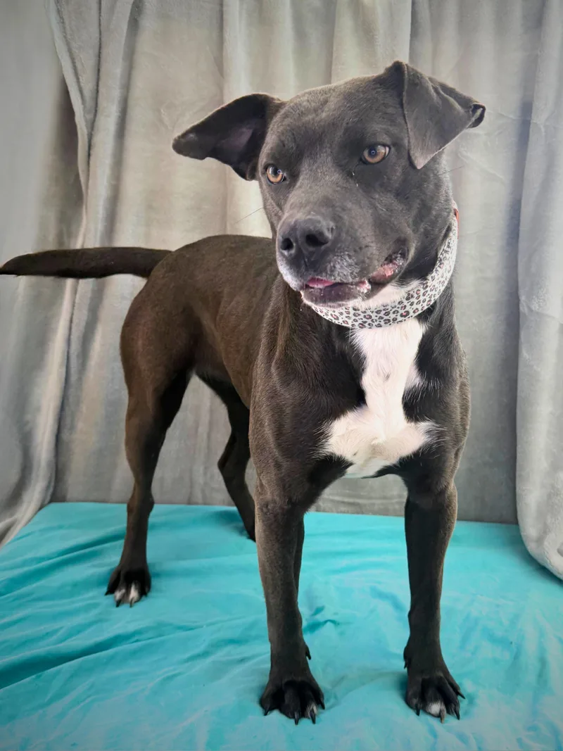 Steffi | Adult | thumbnail 3