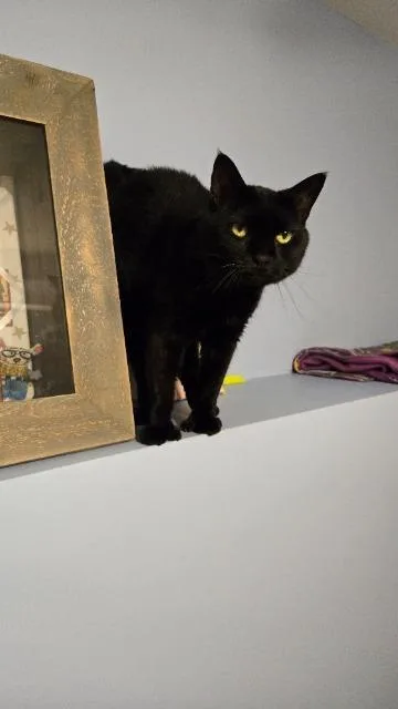 A senior medium-sized female Domestic Short Hair cat named Milky Way for adoption in Pawtucket, RI