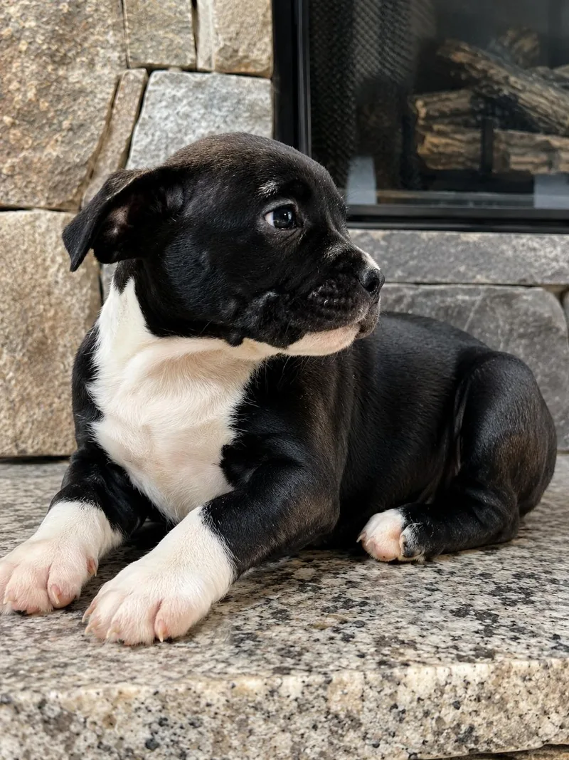 A baby medium-sized female Black Pit Bull Terrier dog named Geraldene for adoption in Nahunta, GA