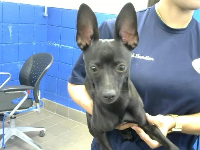 A young small-sized male Chihuahua dog named Miko for adoption in Albuquerque, NM