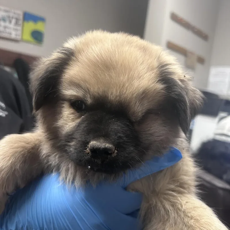 A baby small-sized male Brown / Chocolate Mixed Breed dog named Tim for adoption in Yuma, AZ