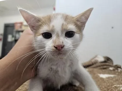 An adult small-sized female Domestic Short Hair cat named Great Work for adoption in Spruce Pine, NC