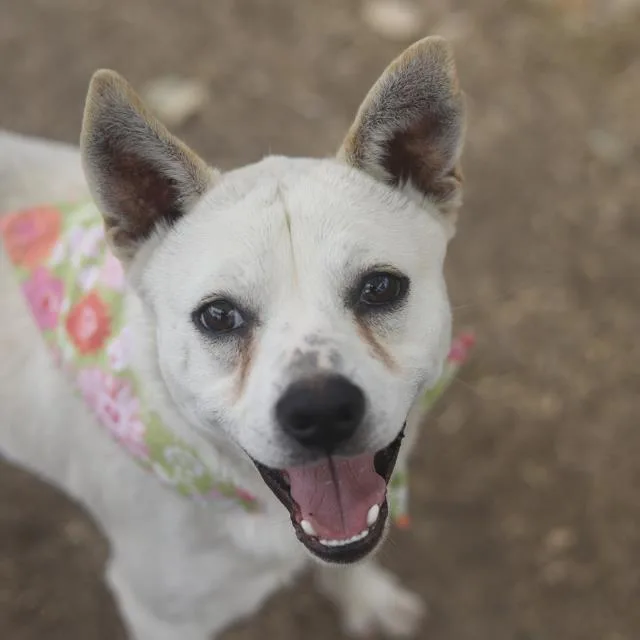 A young medium-sized male Terrier dog named Charlie for adoption in San Antonio, TX