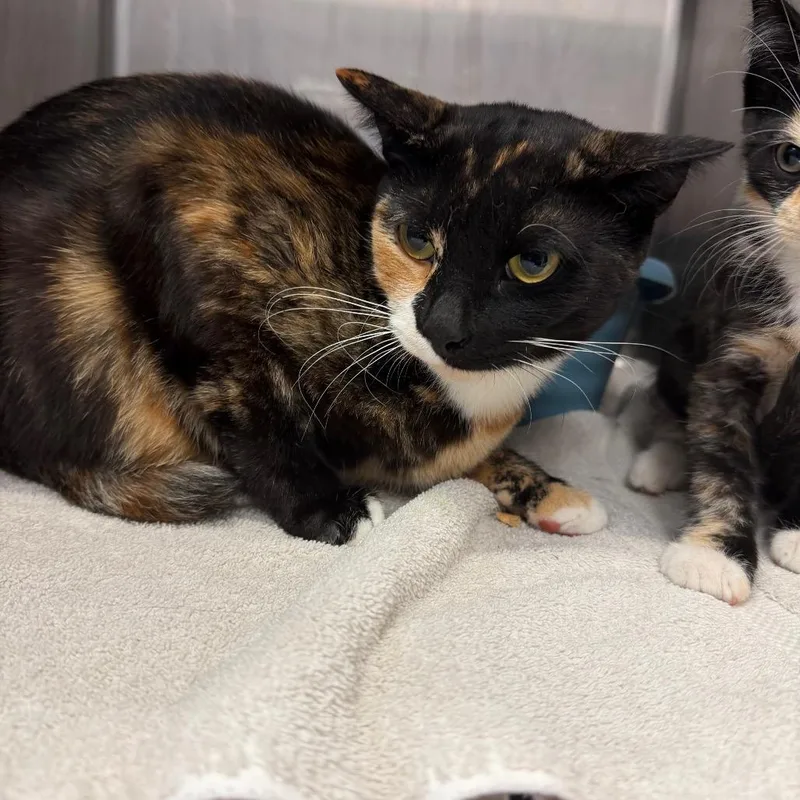 An adult medium-sized female Calico Domestic Short Hair cat named Phoebe for adoption in Port Charlotte, FL
