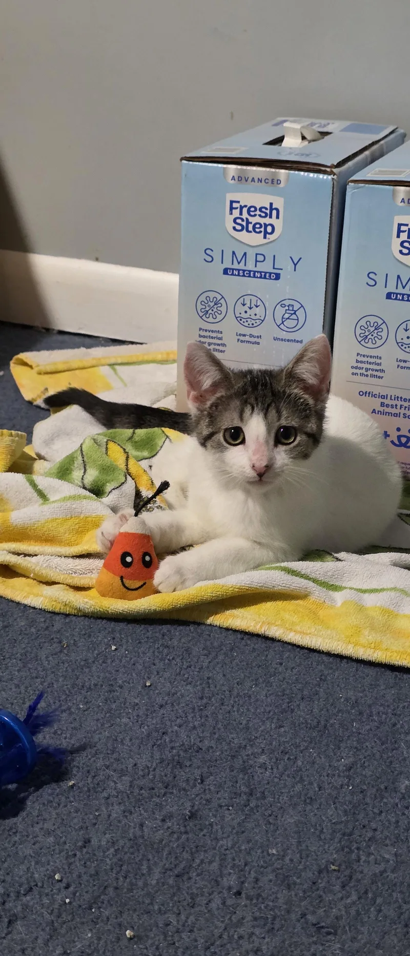 A young medium-sized male Domestic Short Hair cat named Anthony for adoption in Delran, NJ