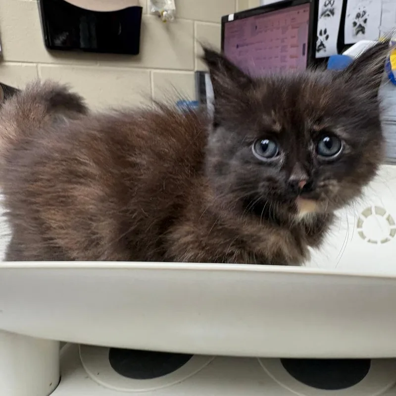 A baby small-sized female Tortoiseshell Domestic Medium Hair cat named Pom for adoption in Columbus, GA