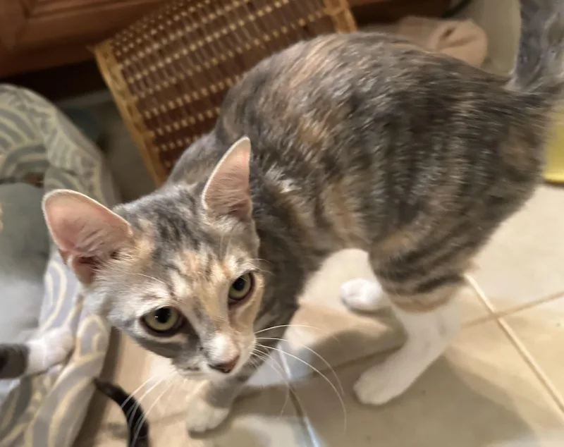 A baby medium-sized female Tabby (Gray / Blue / Silver) Domestic Short Hair cat named Nona for adoption in Smithfield, NC